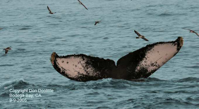 Humpback Whale